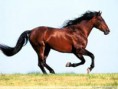 /album/photos-de-chevaux-poneys-anes-/cheval-bai-jpg1/